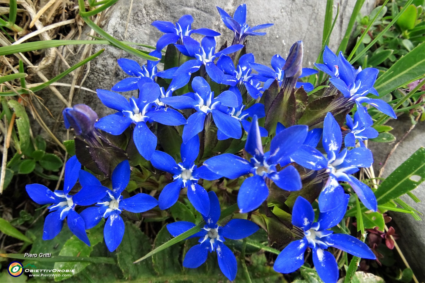 11 Genziana primaticcia (Gentiana verna).JPG